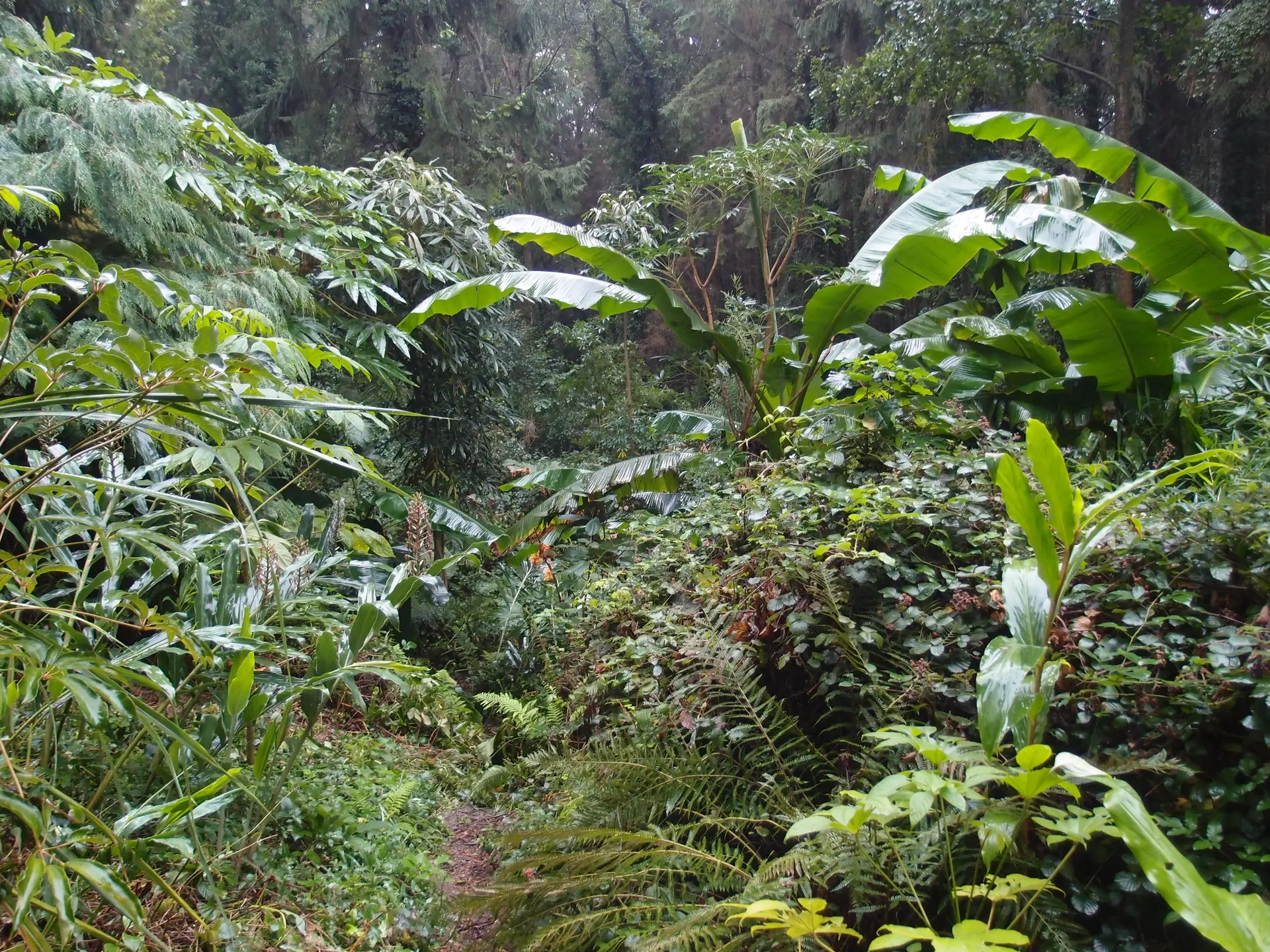 Jardin Jungle Karlostachys