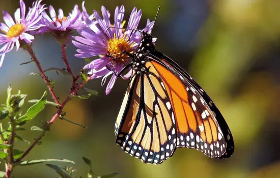 Papillon de jour