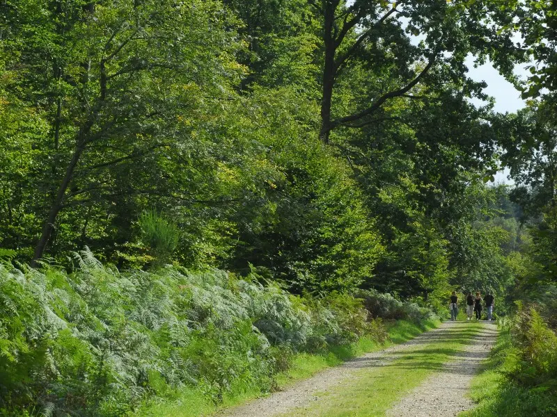 Pays-de-Bray-foret Eawy-13©SMT-G.Rigoulet (2)