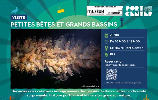 Petites bêtes et grands bassins (août)