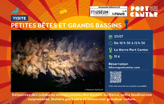 Petites bêtes et grands bassins (juillet)