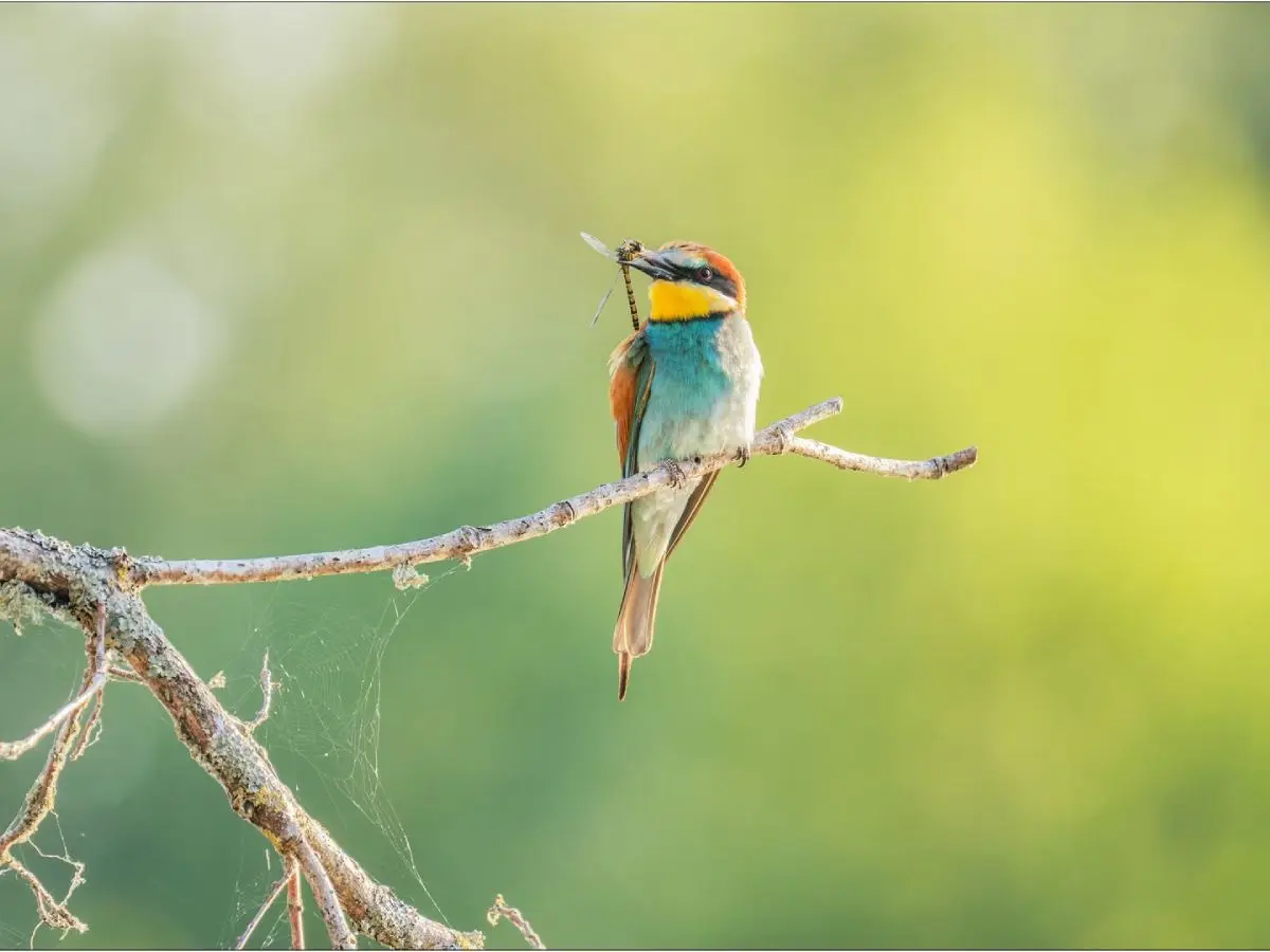 Photographie_Bruno_Belliard_2025_