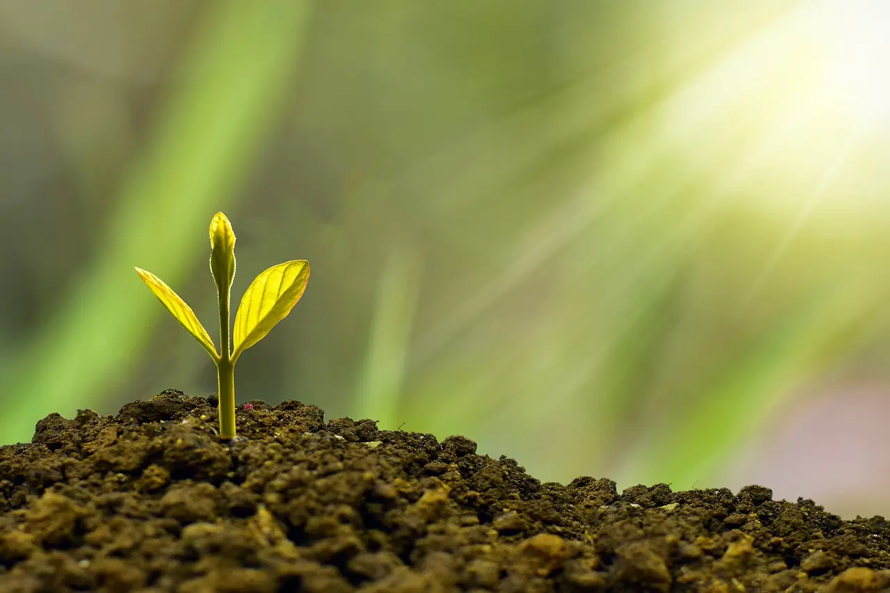Plante