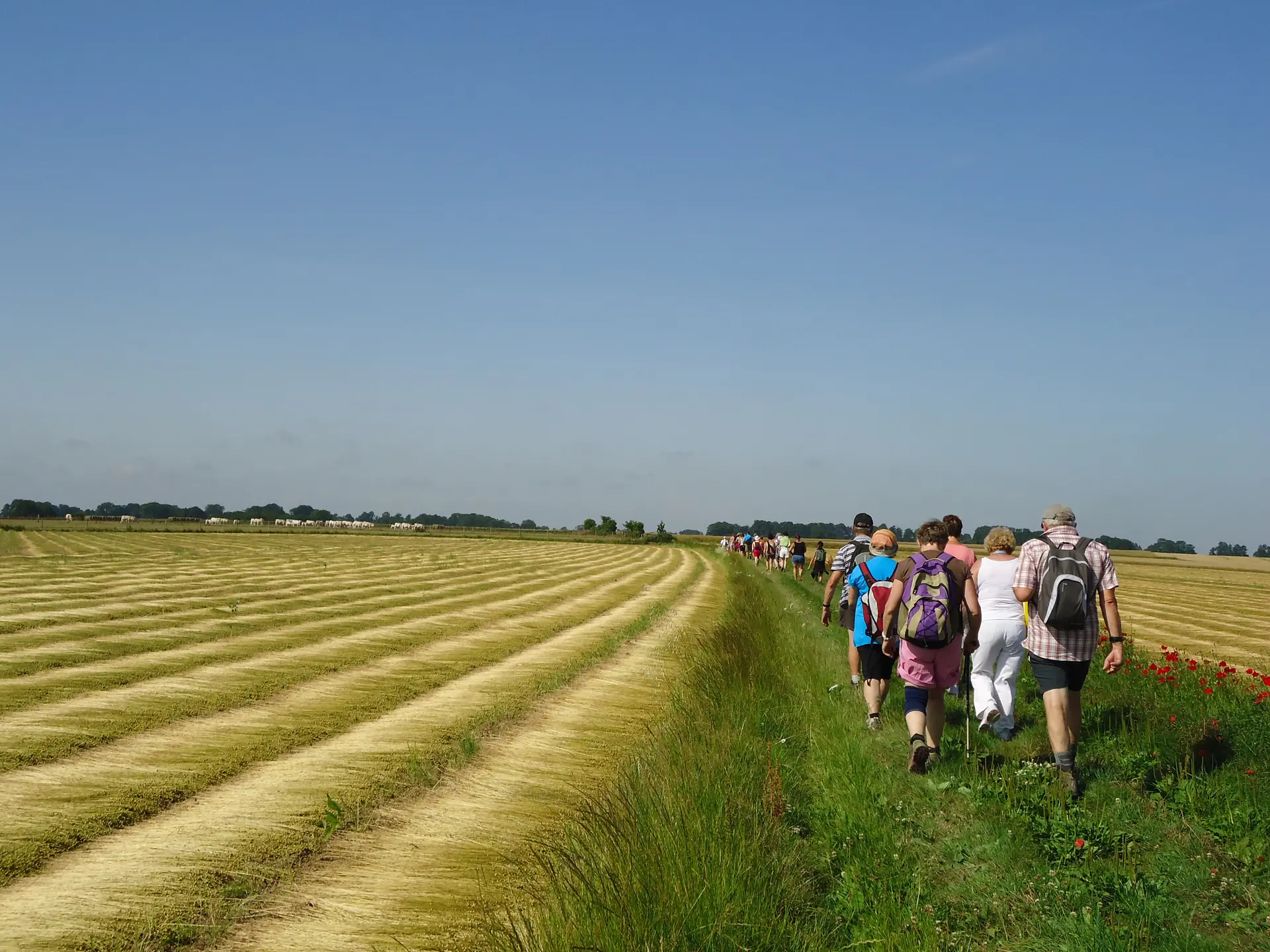 Randonnée plaine St Ouen le Mauger