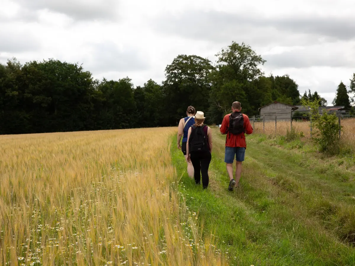 Randonnée à travers champs dans le pays de Caux