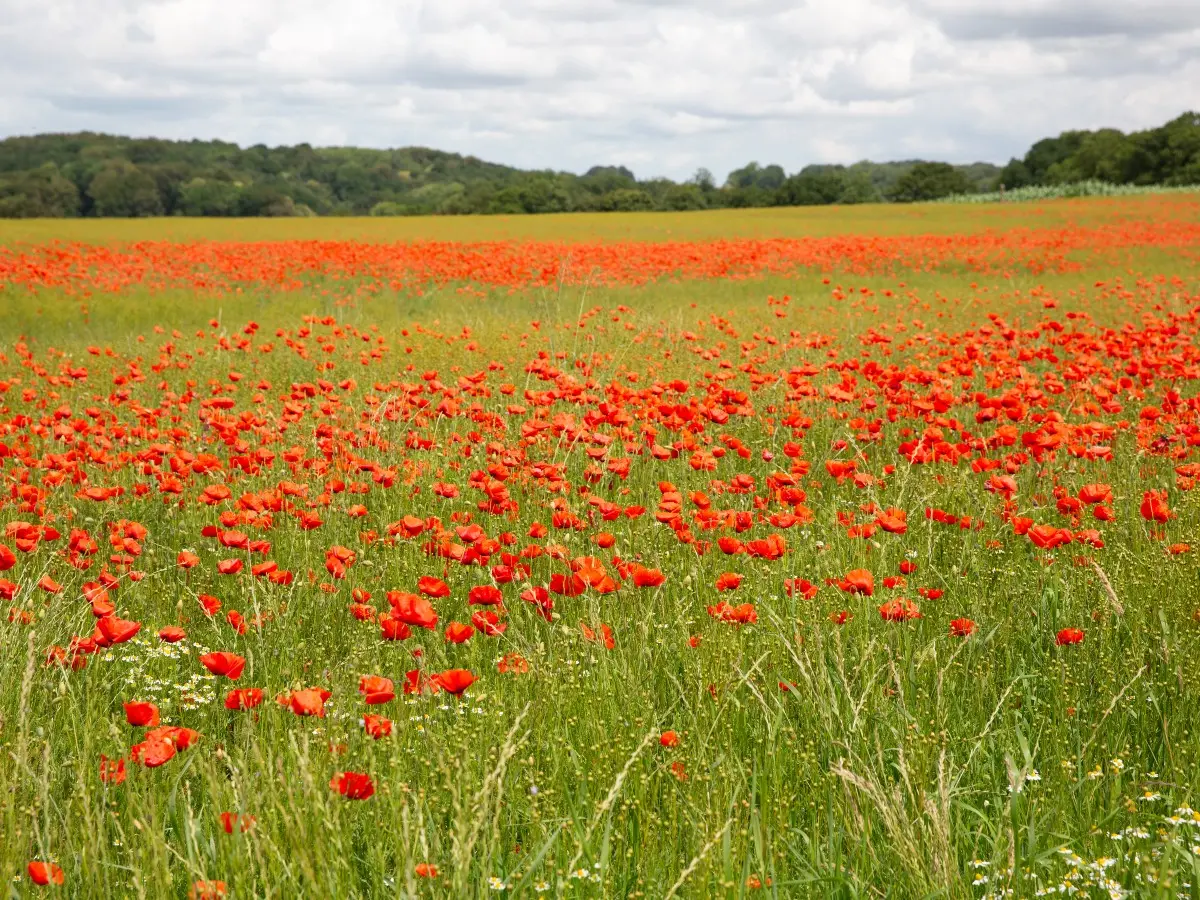 Champs de coquelicot dans le pays de Caux