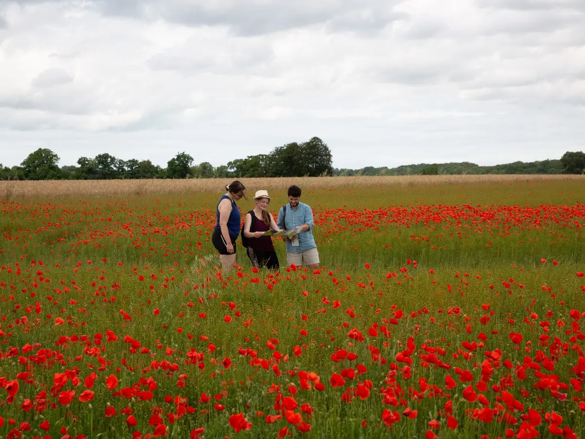 Parmi les champs de coquelicots