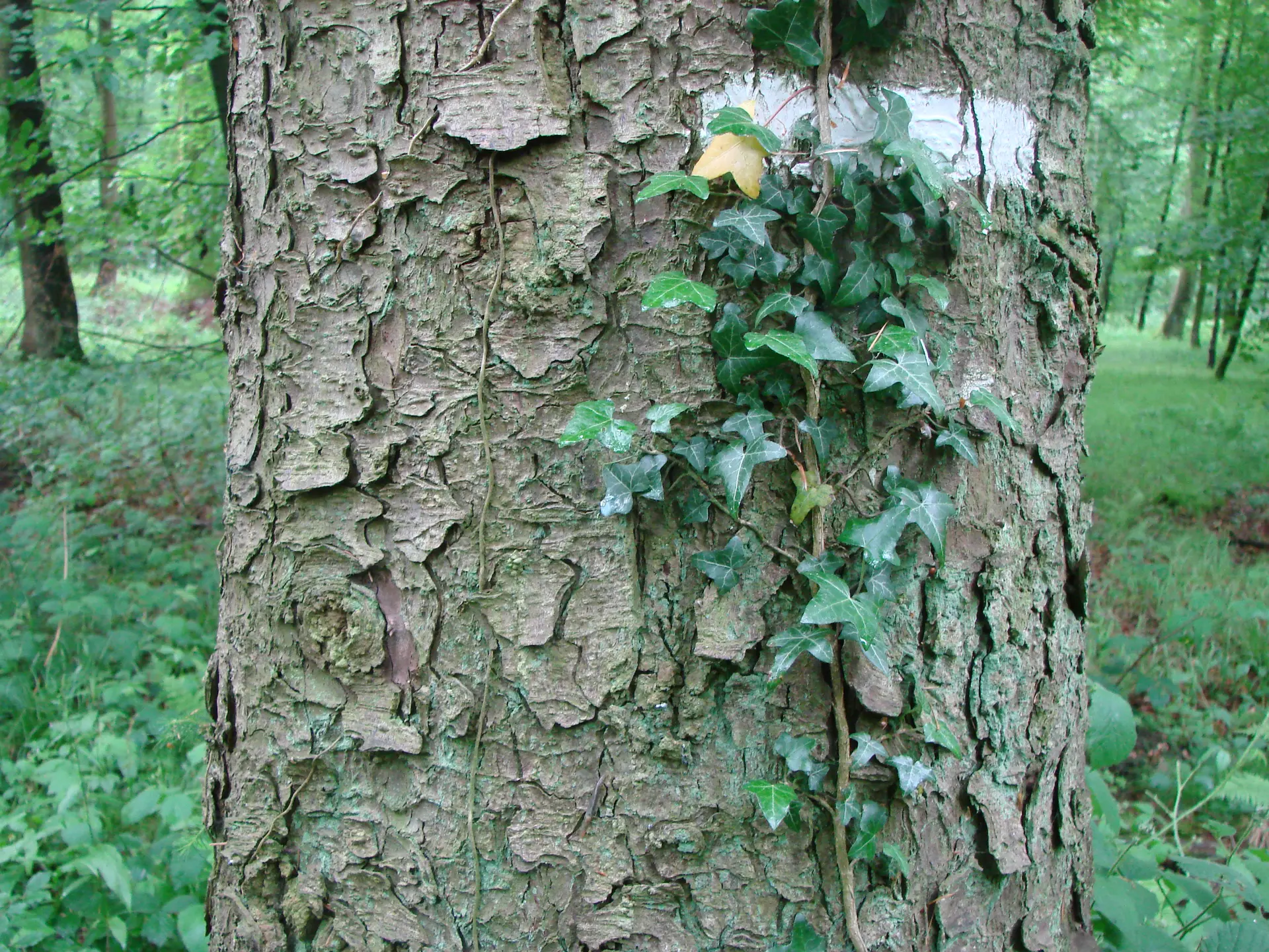 Forêt d'Arques