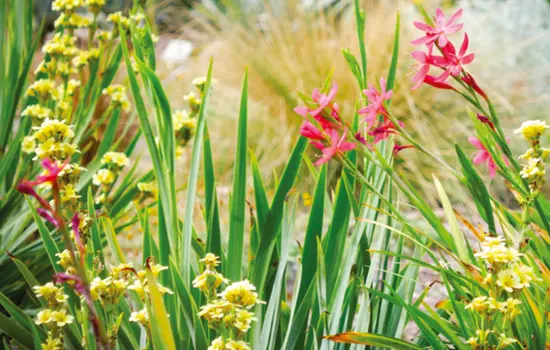 Schisostylis coccinea Backh. & Harv. Sisyrinchium striatum Sm
