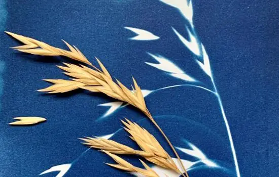 Cyanotype végétal