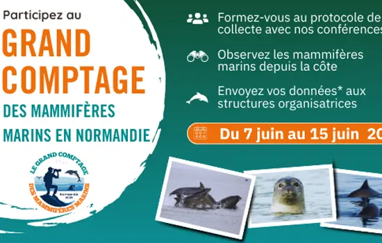 Les mammifères marins en Normandie