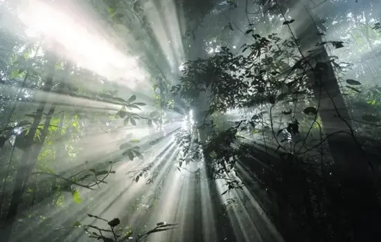 l était une forêt
