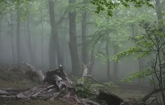 Réserve Naturelle Nationale de la forêt de la Massane