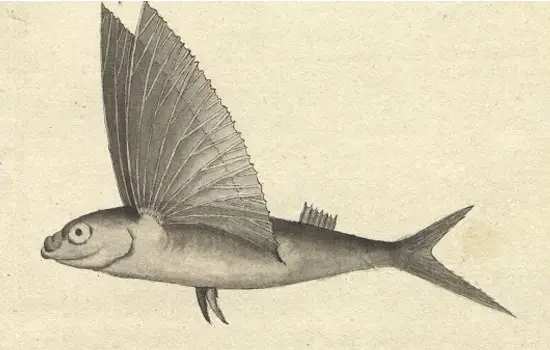 Poisson volant