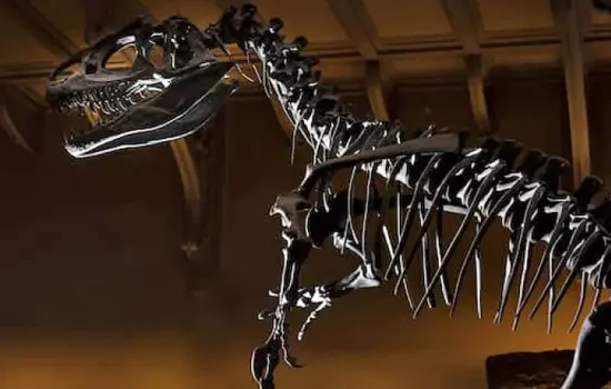Posture et équilibre lors de la reconstitution d'un dinosaure