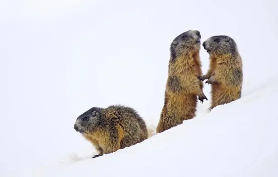 Atelier : Mission hibernation