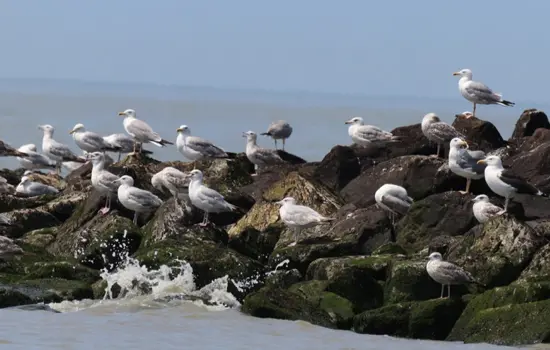 La vie des goélands, entre ville et nature