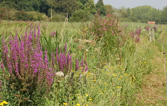Domaine du Colmoulins
