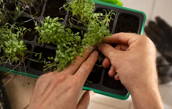 : Le bouturage des plantes aromatiques