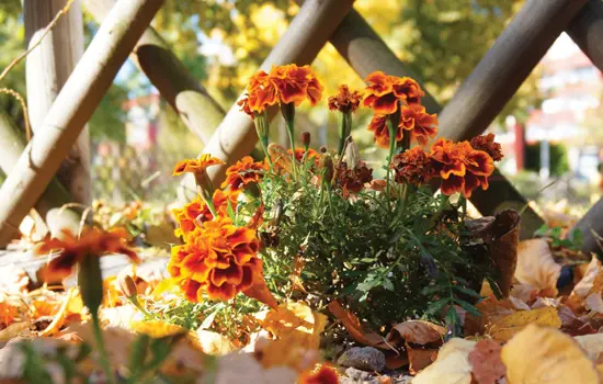 : Jardinières automnales