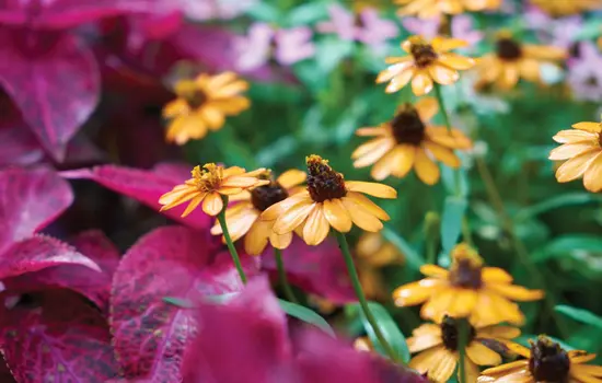 Les couleurs de l'automne