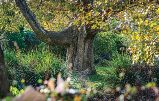 Les journées de l'arbre