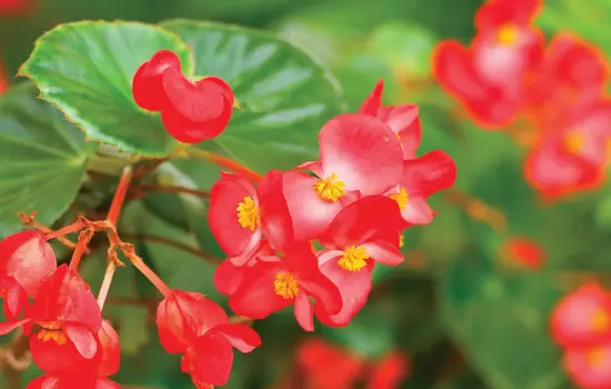 Le monde merveilleux des Bégonias