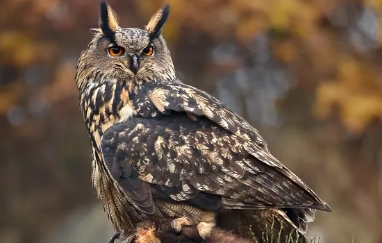 Sur les traces du Grand-Duc d'Europe