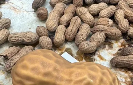 Cacahuète XL