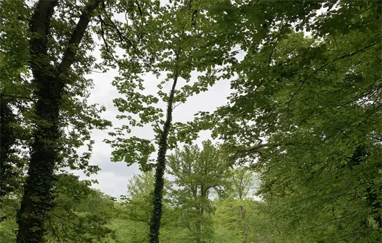 Remains