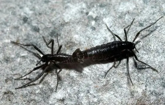 Les anomalies de la nature