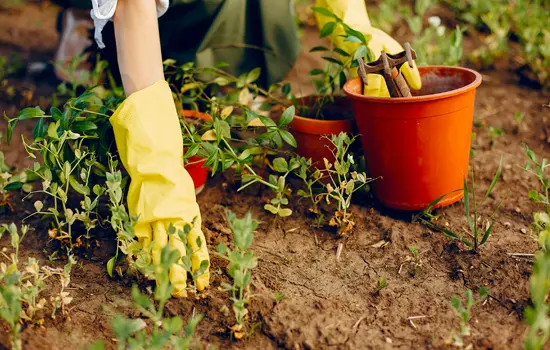 Atelier famille : Semer son potager