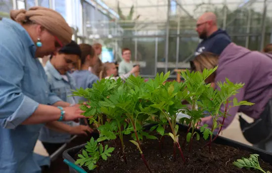 : Le fleurissement mécanisé