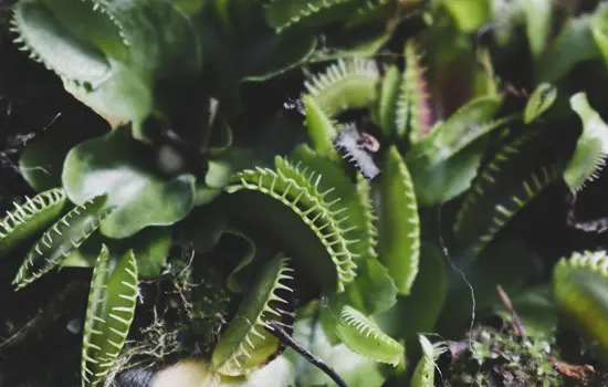À la découverte des plantes carnivores