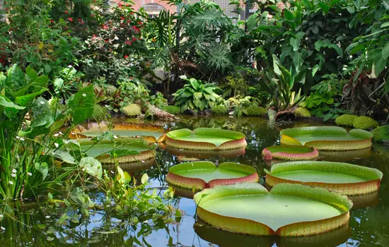 Les plantes aquatiques tropicales