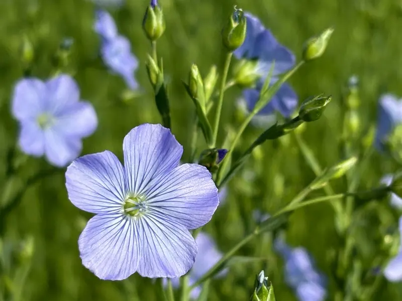 SainteMarieDesChamps_Visite2©SavonDICI-2026