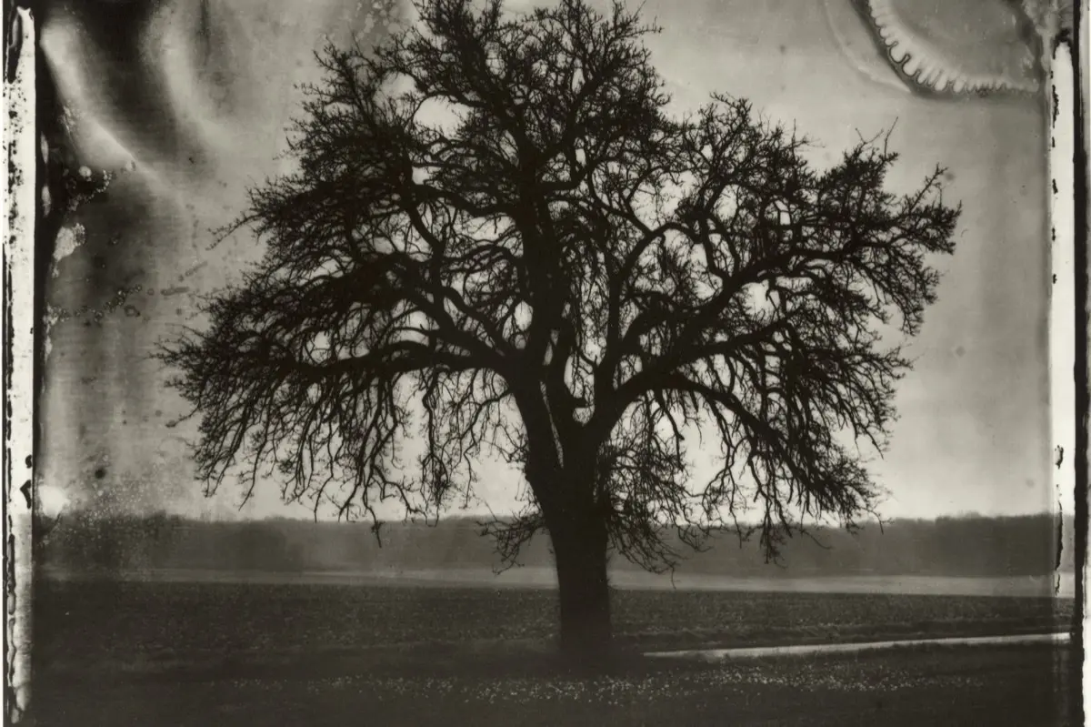 Sarah Moon -  Le poirier, 1992-1200x800