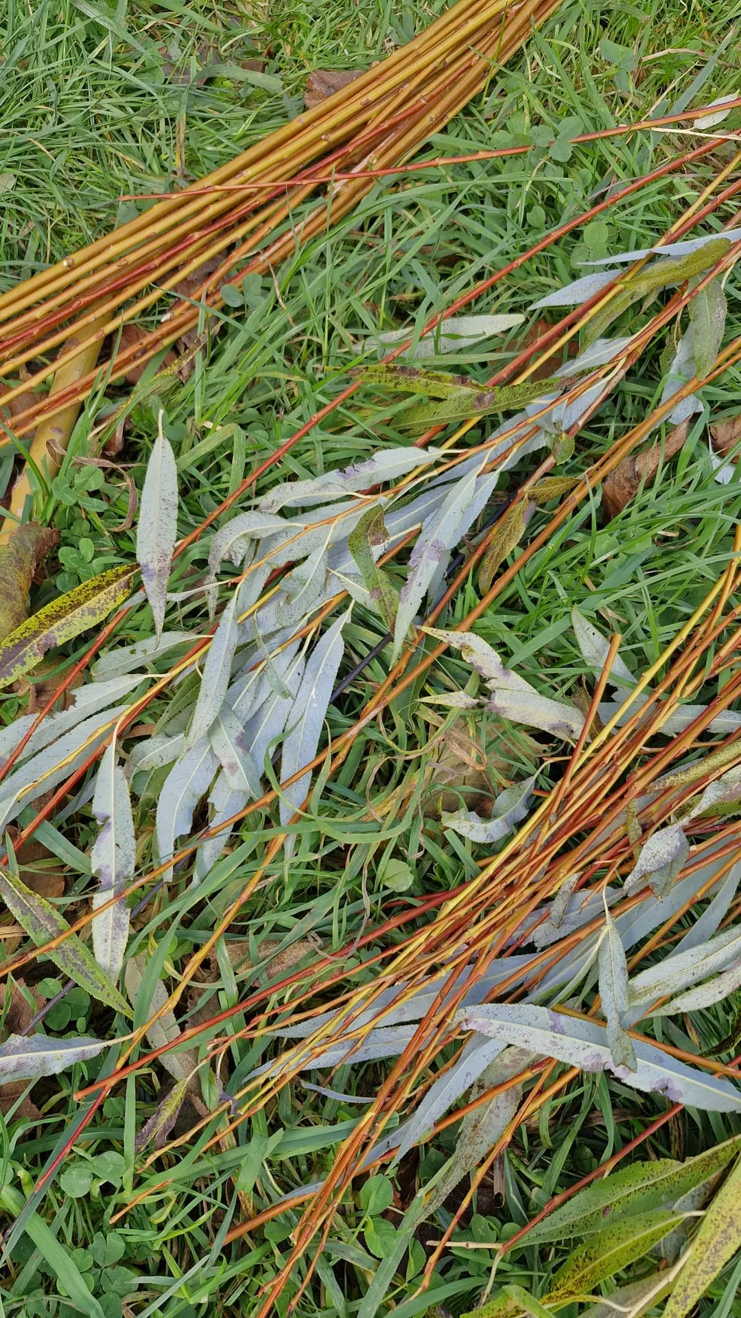 Saule feuilles