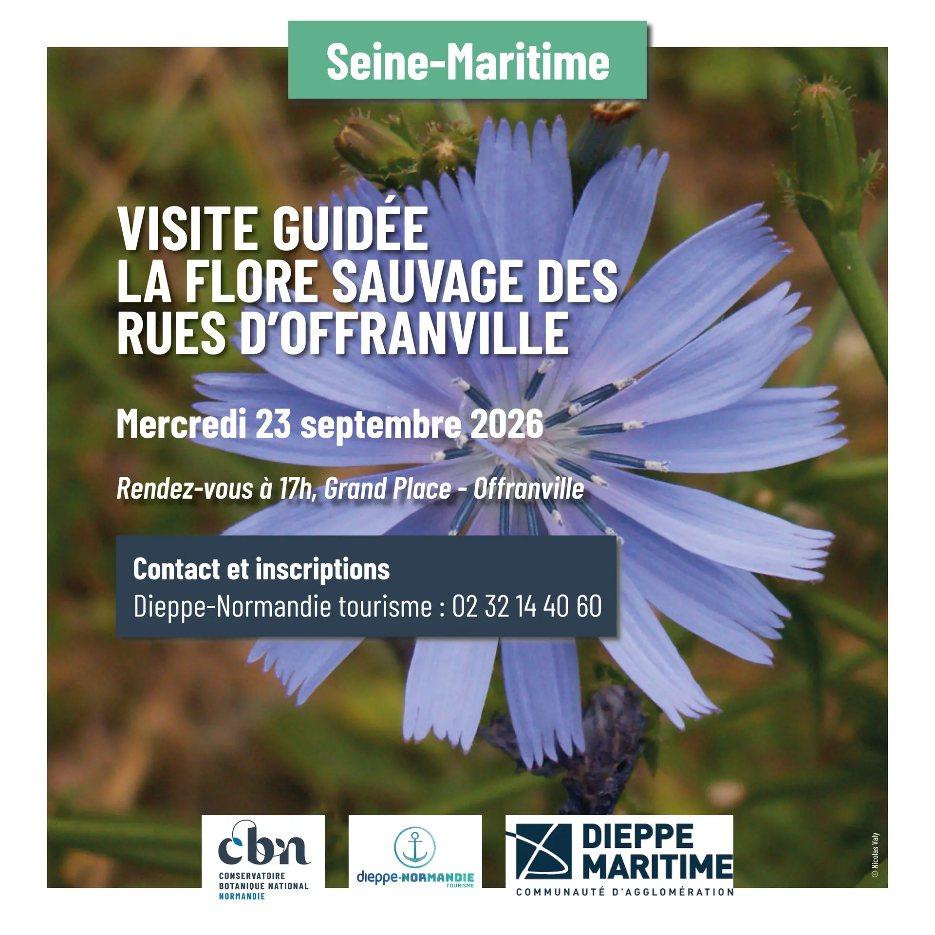 [balade naturaliste] la flore sauvage des rues d'Offranville