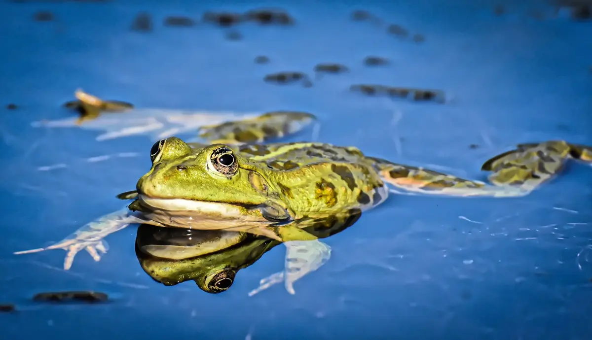 Sortie-nocturne-parc-de-cleres-est-Coa-ca--les-amphibiens-du-parc