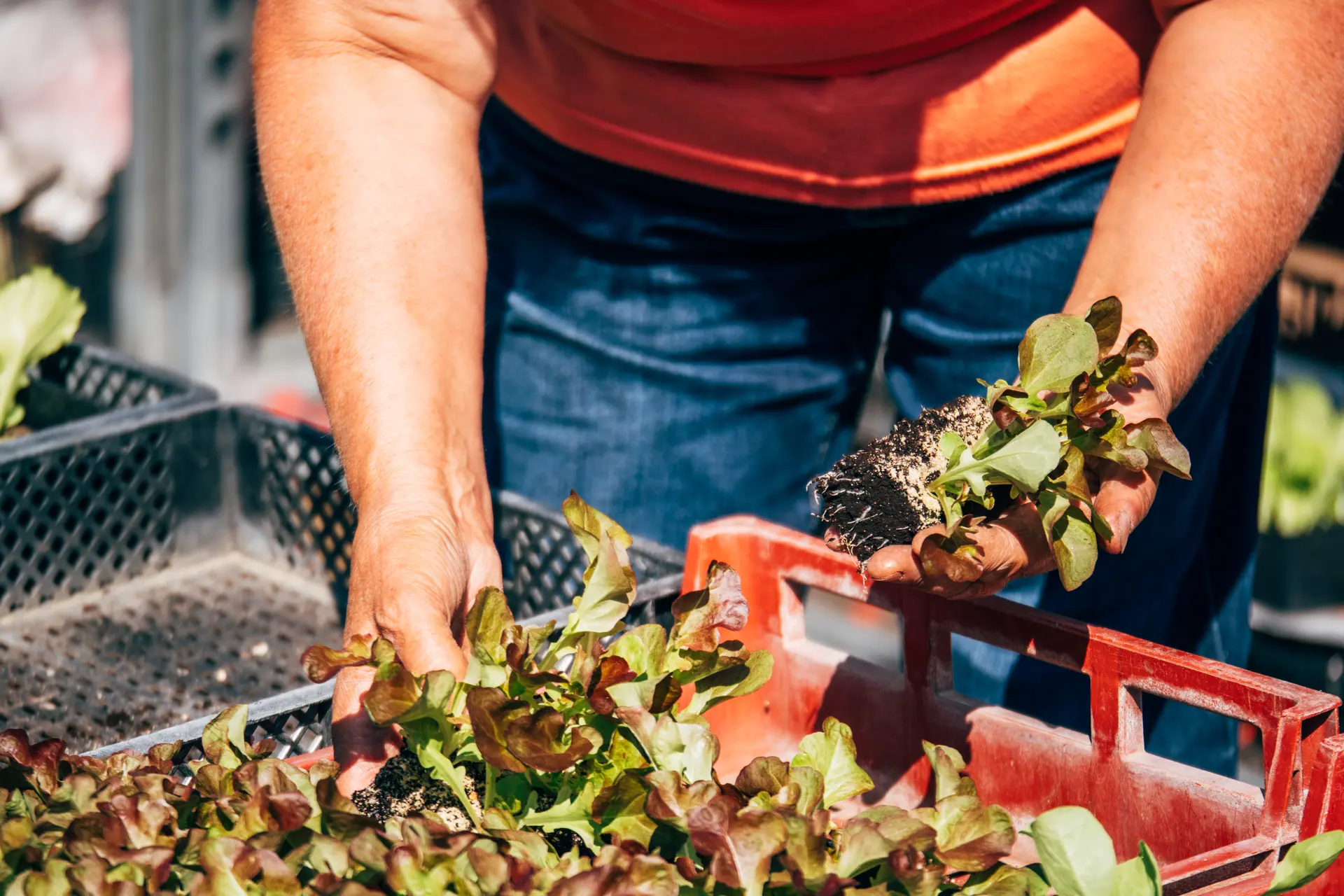 salades à repiquer