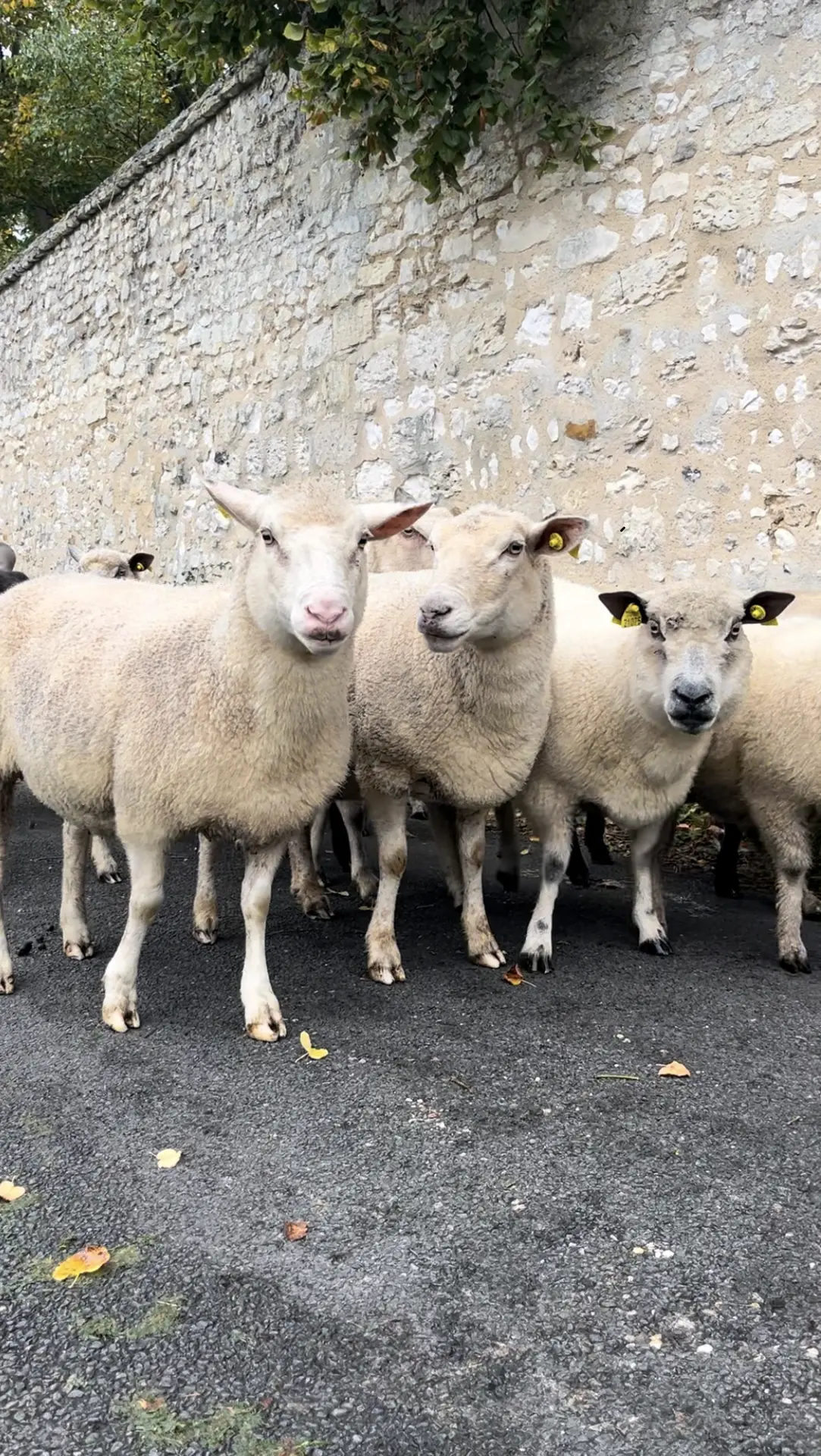 Transhumance moutons AJ 2024 ©Marion Sanchez Martin (1)