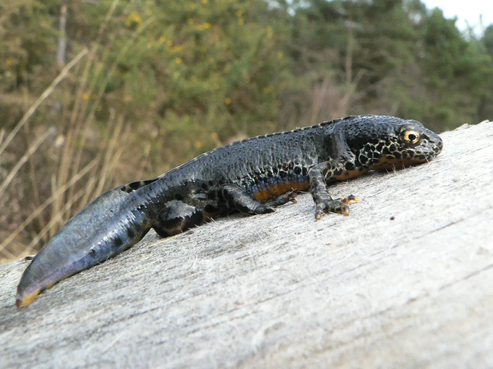 Les mares forestières de la forêt d'Arques [Arques-la-Bataille]