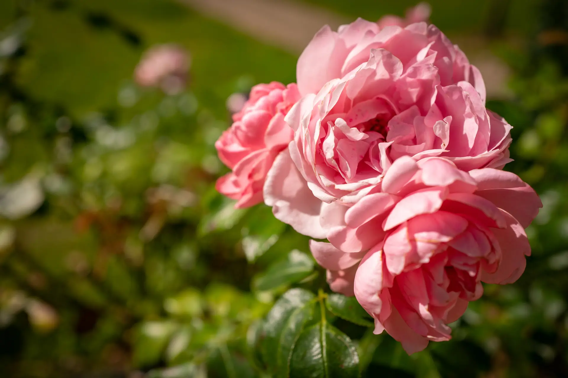 FETE DE LA ROSE