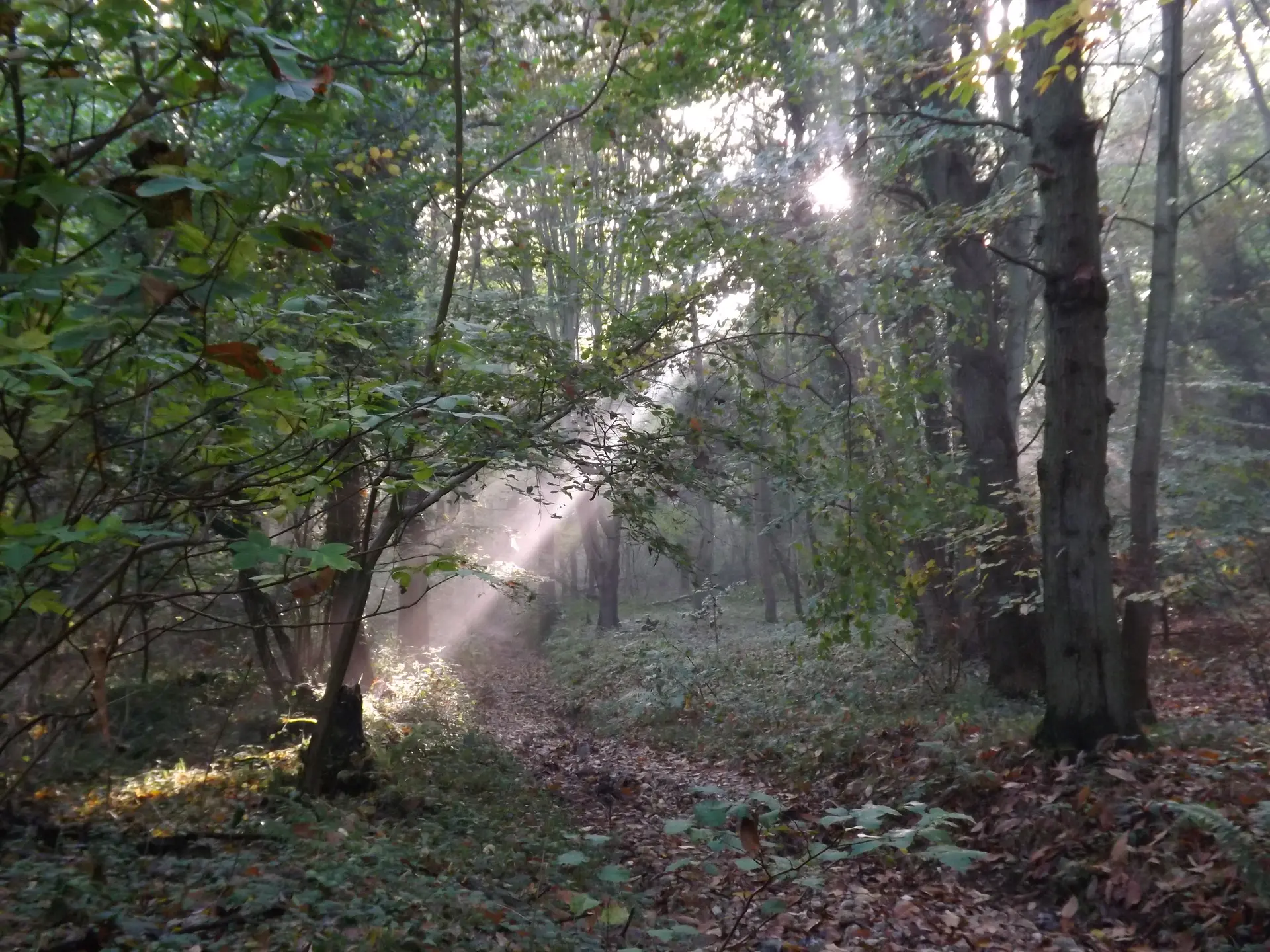 Vie d'été au Bois de Rosendal