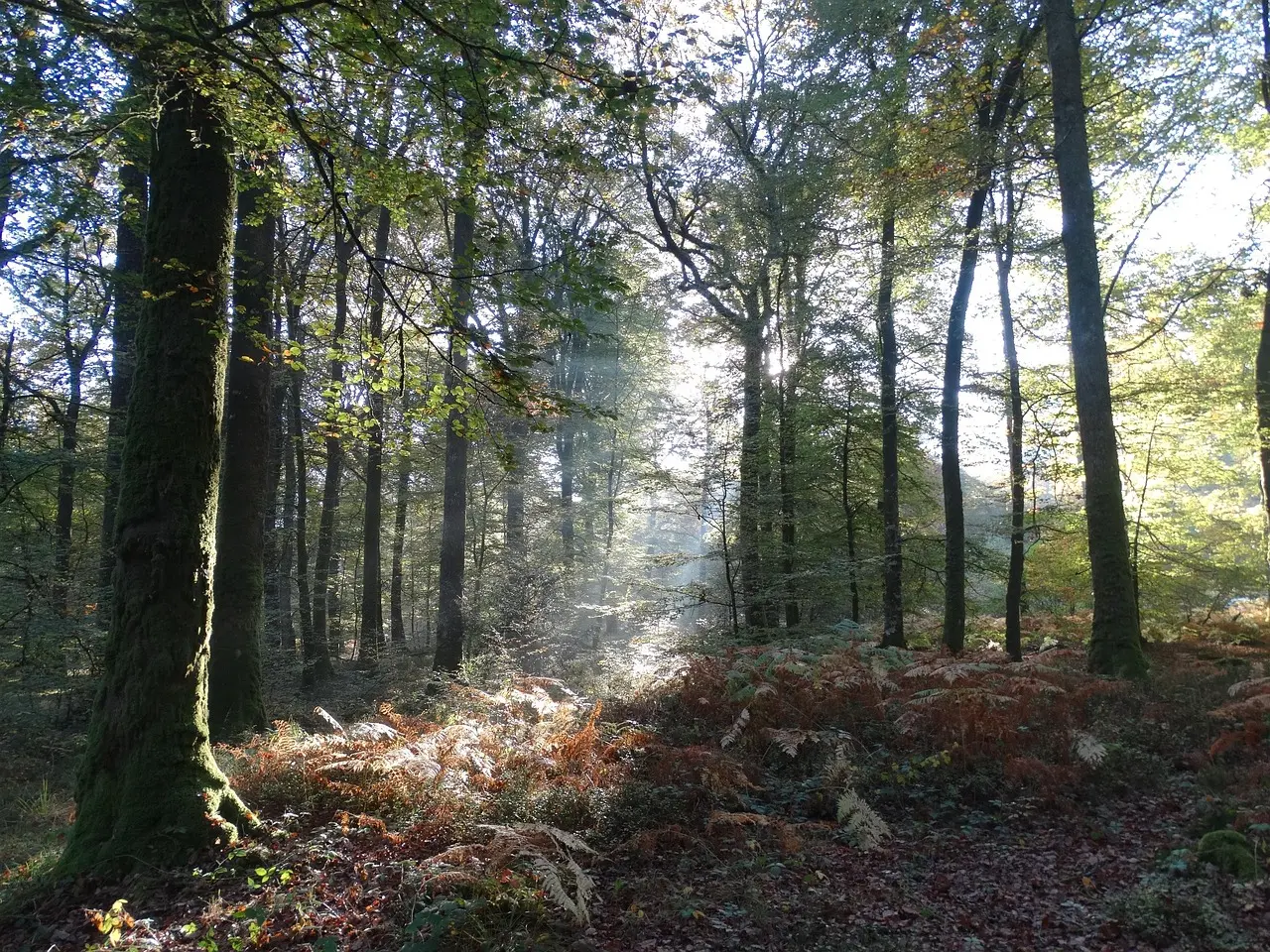 Faune et flore de la forêt d'Arques [Arques-la-Bataille]