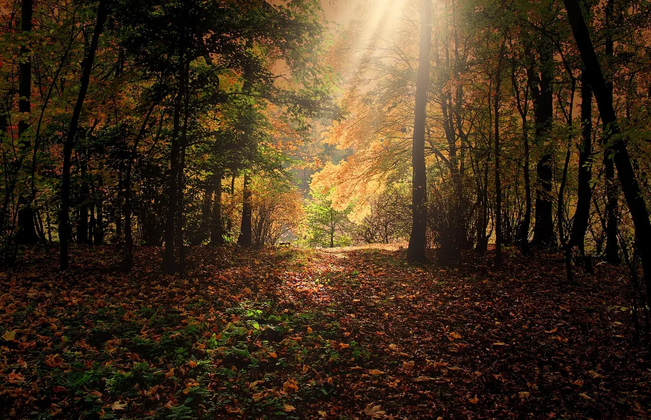 Les trésors naturel du quotidien : la clairière de la Forêt d'Arques