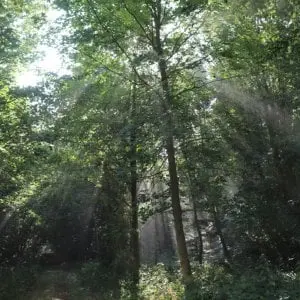 bois de cordelleville