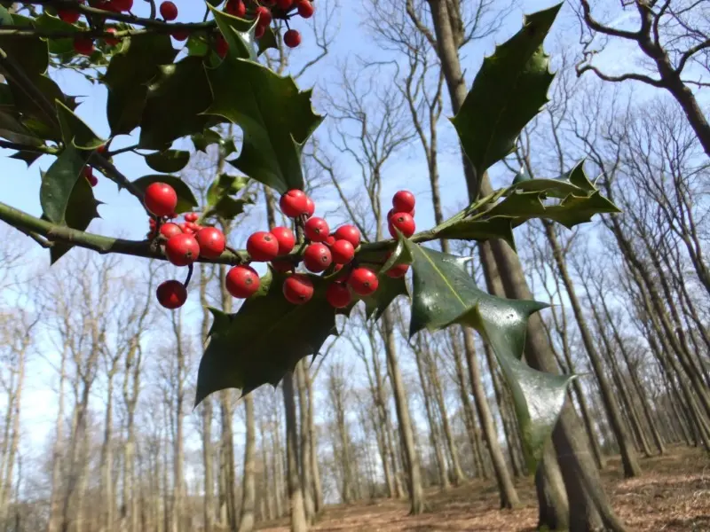 bricolage en attendant noel-terre et merveille redim