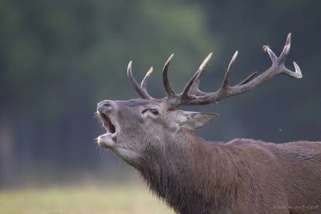 Cerf_élaphe
